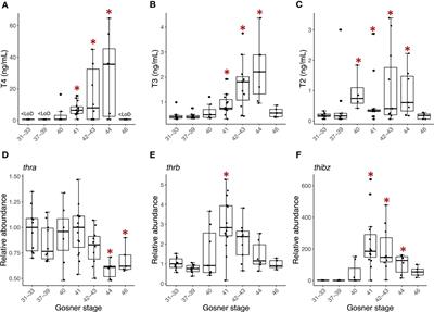 Relationship between serum thyroid hormones and their associated metabolites, and gene expression bioindicators in the back skin of Rana [Lithobates] catesbeiana tadpoles and frogs during metamorphosis